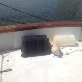1990, Ocean Yachts, 63 Super Sport