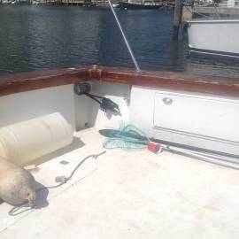 1990, Ocean Yachts, 63 Super Sport